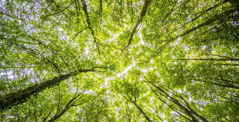 Looking up at tree canopy