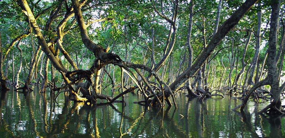 Photo of Mangroves
