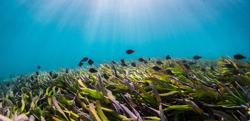 Photo of fish amongst seaweed