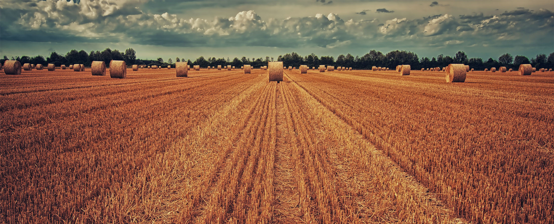 Websitebanner Decarbonizingfood
